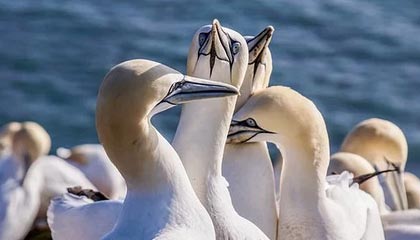 婚姻登记信息查询示意图